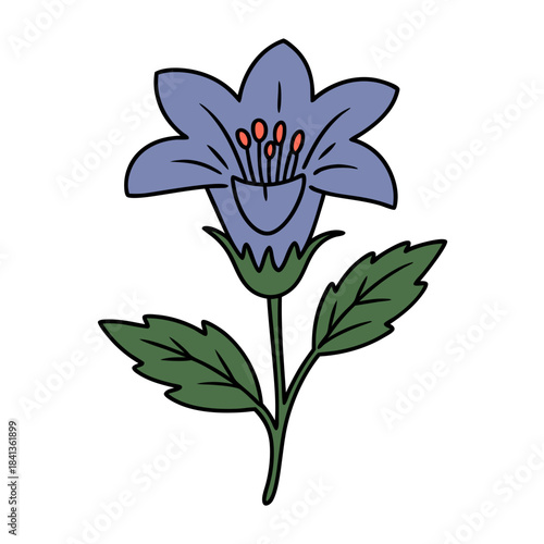 Blue bellflower illustration with green leaves on white background  