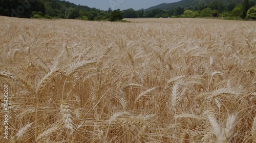 Golden wheat or barley spikes on agricultural organic fields. Close-up of wheat ears.