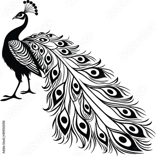 Elegant black and white illustration of a majestic peacock displaying its elaborate train of feathers