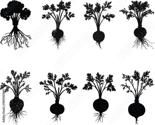 Celery root celeriac rough knotty set Silhouette Vector	