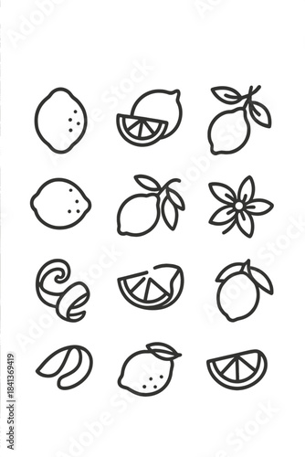 Detailed line art showing whole lemons, sliced fruit, peel, leaves, and citrus blossom
