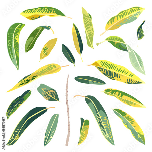 Set of leaves. Green tree. Codiaeum isolated on a white background. Desert and tropical houseplants. 