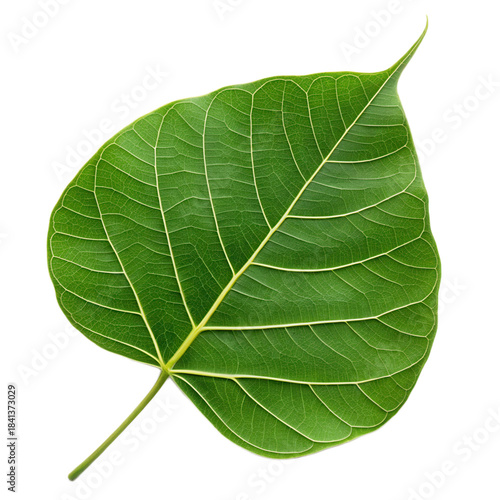 Vibrant green bodhi leaf with intricate veins stands out beautifully against transparent background, showcasing nature elegance and detail