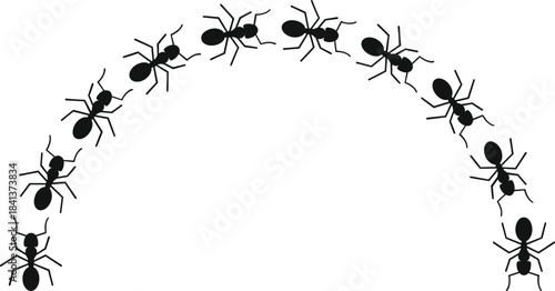 Black ant insects walking together in a curved line illustration on white background