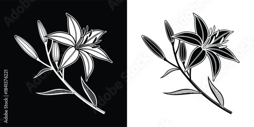 Detailed sketch of a lily flower and buds, presented in both black and white versions on contrasting backgrounds