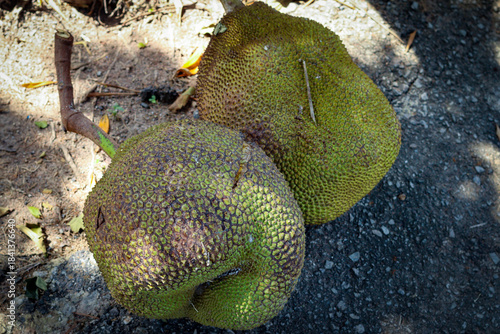 Wallpaper Mural Close up fresh green jackfruit Torontodigital.ca