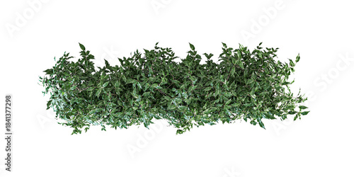 3d render Lush Green Hedge or Shrub Top View: Decorative Garden Border & Greenery
