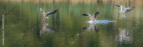 Greylag Geese flock landing on calm water surface with reflections and splashing in soft autumn light with copy space