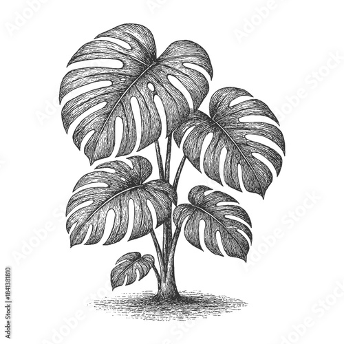 Vintage botanical vector of a large monstera plant rendered in detailed engraved linework, ideal for tropical-themed prints, botanical decor, educational visuals, and nature-focused design.