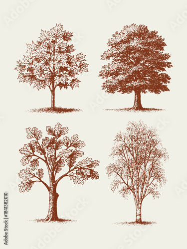 Autumn tree illustration set in engraved vintage vector style, showcasing richly textured seasonal foliage ideal for fall-themed prints, nature graphics, educational designs, and decorative landscape 