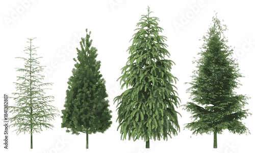 Diverse Evergreen Conifer Trees Isolated on White Background, Studio Shot