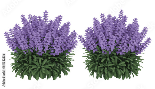 Two lush, blooming lavender bushes with green foliage, presented in a clean, isolated studio shot