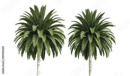 Two lush green palm trees with detailed fronds, isolated on a white background, evoking a tropical paradise and summer vacation vibes