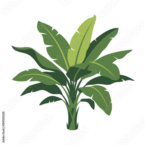 Exotic banana tree illustration showcasing lush green foliage in a minimalist design