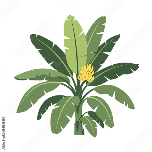 Tropical vibrant illustration of a banana plant with its fruit on a clean backdrop