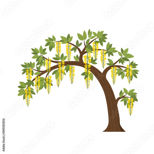 Stylized golden chain tree illustration with cascading yellow flowers and green foliage