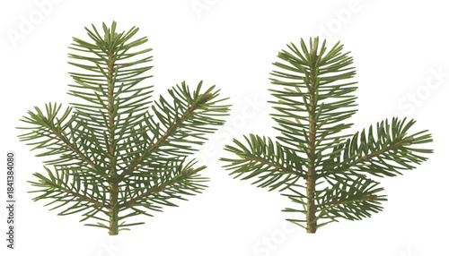 Close-up of two vibrant green pine tree branches with pointed needles, showcasing intricate natural texture and detail