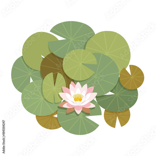 Delicate Water Lily Blossom Surrounded by Verdant Lily Pads in a Still Pond Illustration