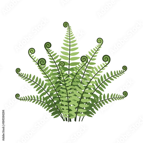 Fern fronds gracefully unfurling a botanical study in greens and spirals serene nature illustration