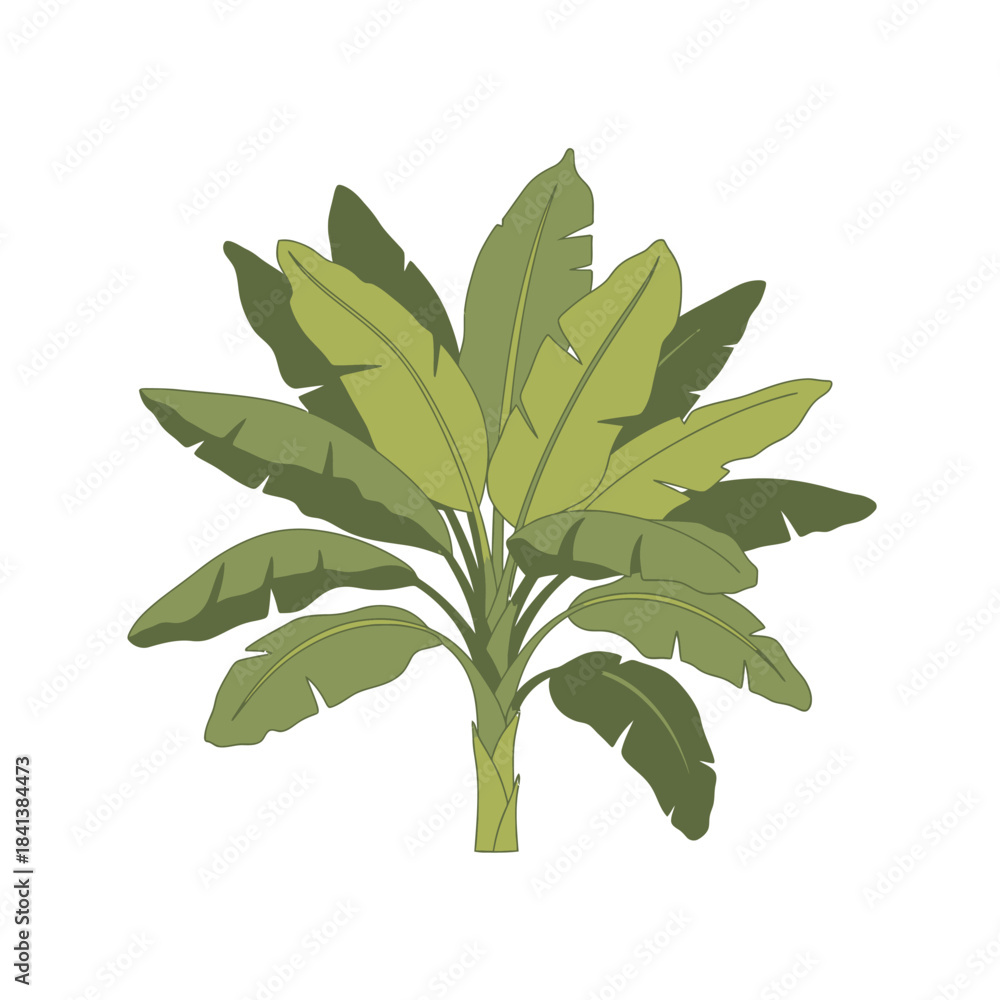 Fototapeta premium Stylized banana plant illustration showcasing broad leaves and robust trunk structure
