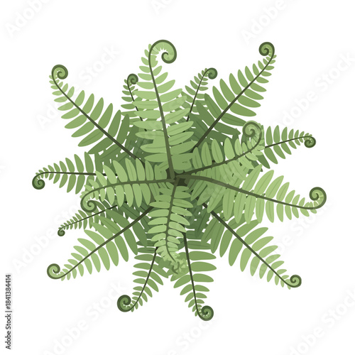 Botanical fern illustration showcasing delicate fronds and symmetrical arrangement for natural