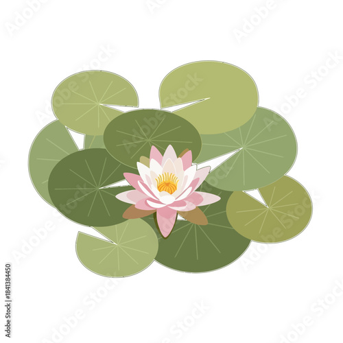 Elegant water lily blooming amidst verdant lily pads in a tranquil aquatic setting