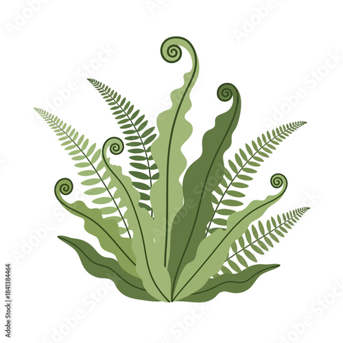 Elegant fern illustration, botanical simplicity, lush greenery, nature's intricate foliage,