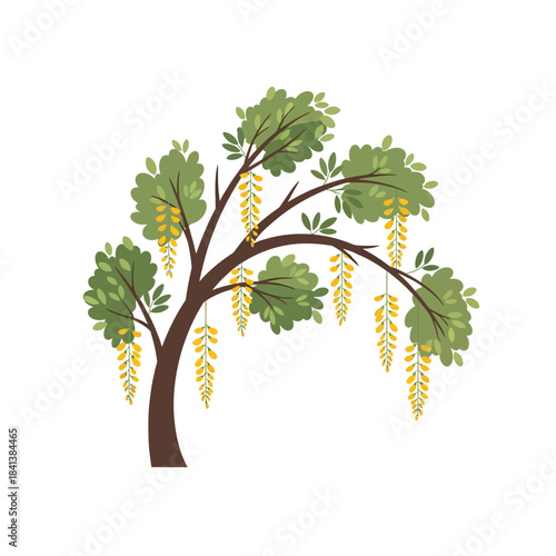 Stylized botanical illustration featuring a tree with cascading yellow blossoms isolated