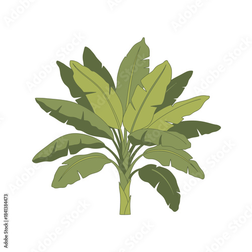 Stylized banana plant illustration showcasing broad leaves and robust trunk structure