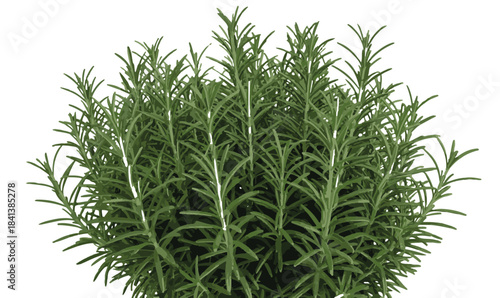 Fresh green rosemary herb bush isolated on a white background, perfect for culinary uses and aromatherapy
