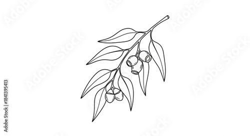 Eucalyptus branch with leaves and seed pods line art illustration.