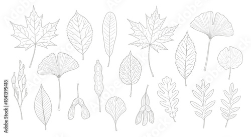 Detailed illustration of various leaf types in a botanical arrangement.