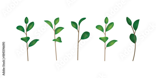 Summer tree branch fresh green leaves vector illustration cutout isolated natural design foliage botanical element