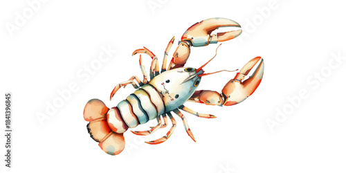 Watercolor illustration of lobster, seafood, crustacean, gourmet food, hand drawn, isolated on white background, vector