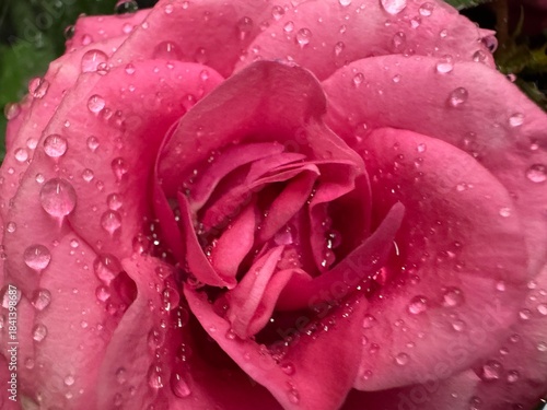 red rose with water drops