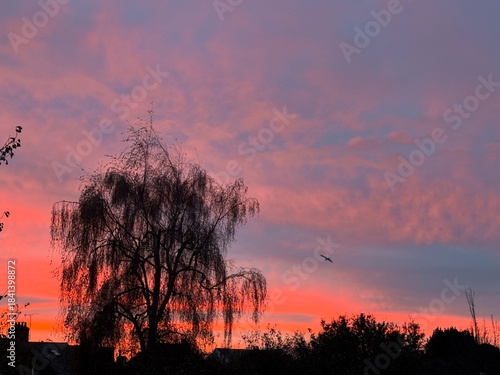 sunset over the forest