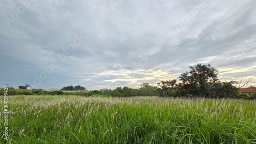 green field and blue sky