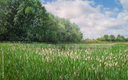 Pond flanked with flowering water reeds and fenced in with tree under sky.. Beverley, UK.