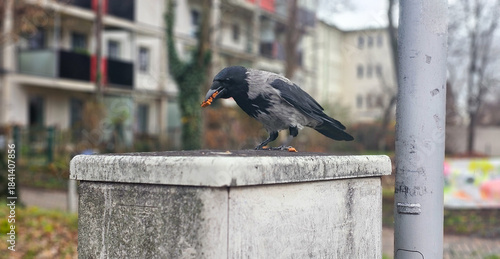 Krähe mit Futter im Schnabel