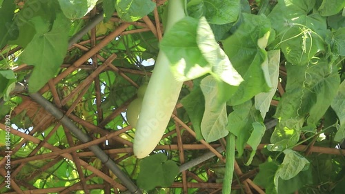 Lagenaria siceraria is unusual in shape, delicious, suitable for cooking. Popularly grown in Taiwan, planted for beauty, decorate the garden to be beautiful and can be used for cooking