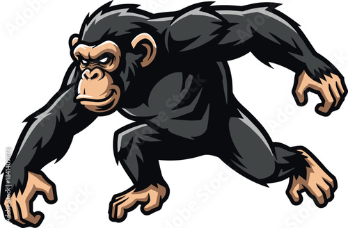 Aggressive chimpanzee in a low crouch on a white background primate animal