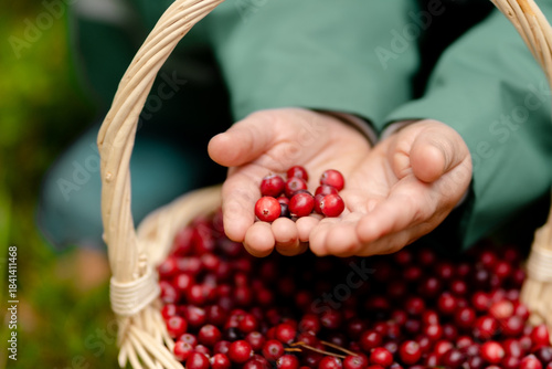 Fotografi Close up view child palms holding cranberries with basket and autumn woods backdrop, fine motor skills development and family outdoor time