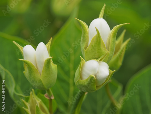 Cotton Buds on Green Plant.