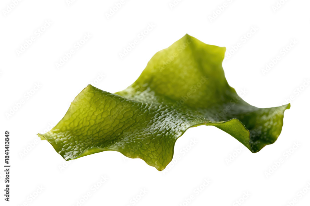 Fototapeta premium A fresh green seaweed leaf isolated on white background
