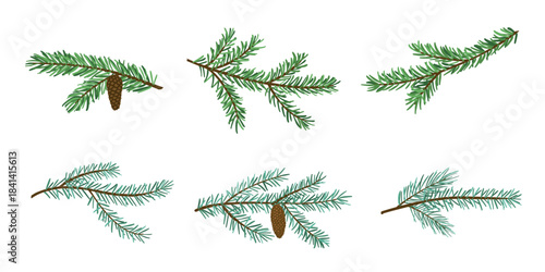 Set of winter fir, spruce and pine tree branches with cones, evergreen botanical elements for Christmas holiday decoration. Flat vector illustration
