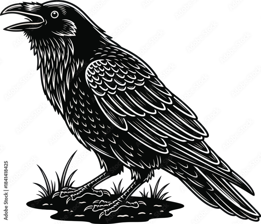 Obraz premium Detailed Raven Bird Vector