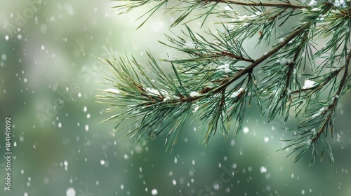 Pine branches with subtle snowfall