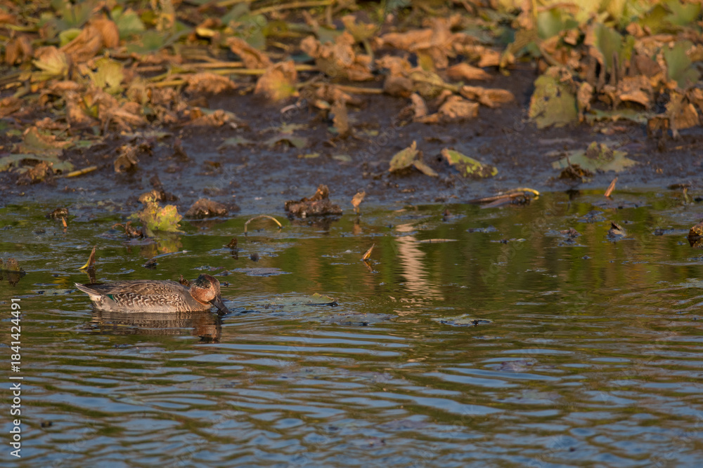 Fototapeta premium Green-Winged Teal swimming on the wetlands of Montezuma National Wildlife Refuge