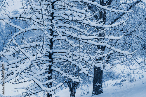 Trees covered with snow on a cloudy winter day.