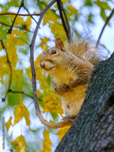 Autumn at Parco Sempione, Milan: a squirrel